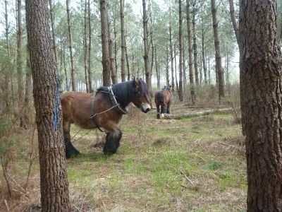chevaux dispositif GIS Coop données Castillonville